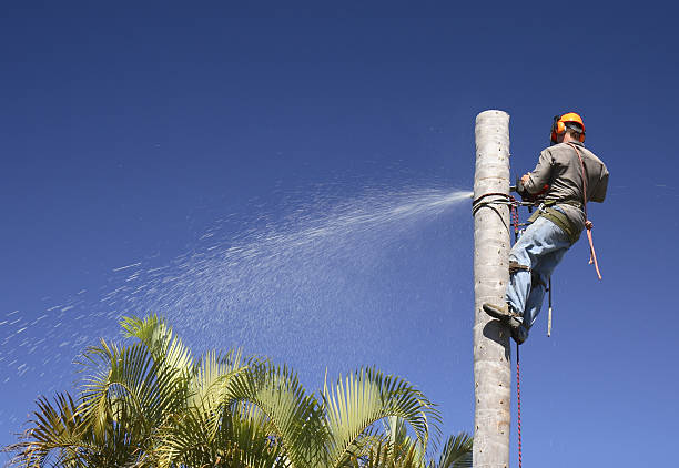 Russell, KY Tree Care Pros