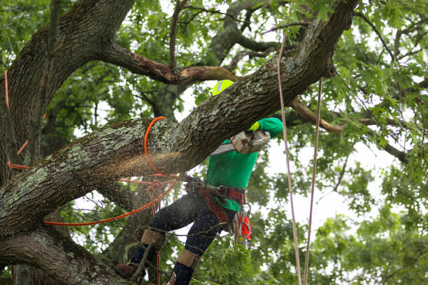 How Our Tree Care Process Works  in  Russell, KY