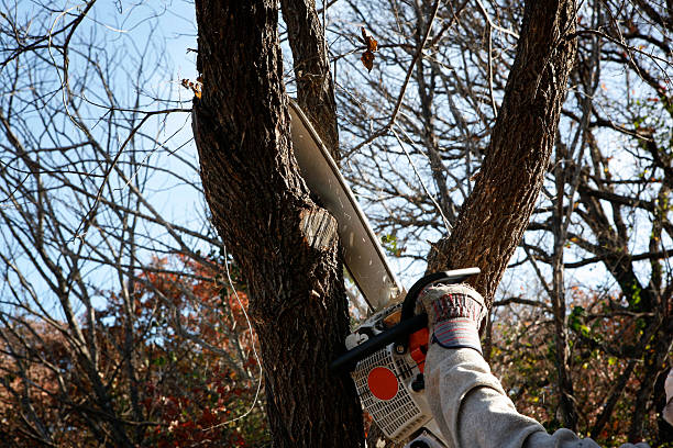 Professional Tree Care in Russell, KY